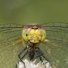Sympetrum sanguineum